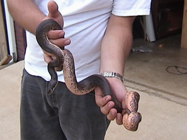 Savu Python Breeder