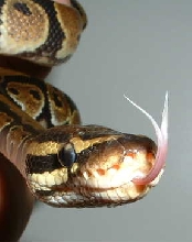 Gimme some tongue!