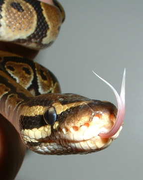 Gimme some tongue!