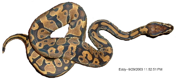 Eddy