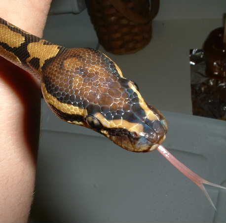 More tongue!