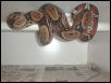 MaleGuyana