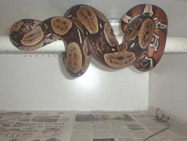 MaleGuyana