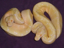 2 Albino Spiders