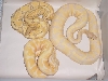 Tale of 3 Albinos