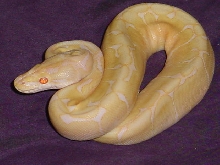 Albino Spider