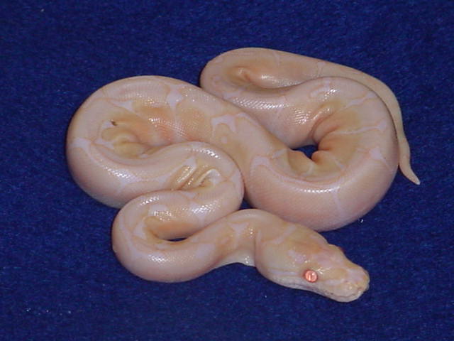 Albino Spider