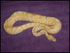Coral Albino