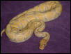 Coral Albino
