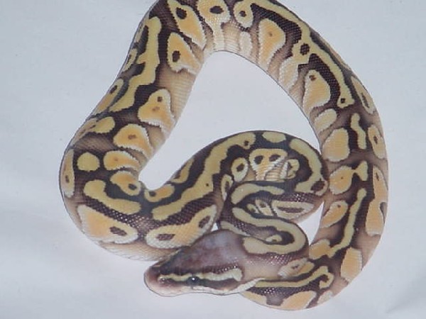 kingsnake.com photo gallery > Ball Pythons > Lemon Pastel Lesser