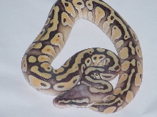 Lemon Pastel Lesser