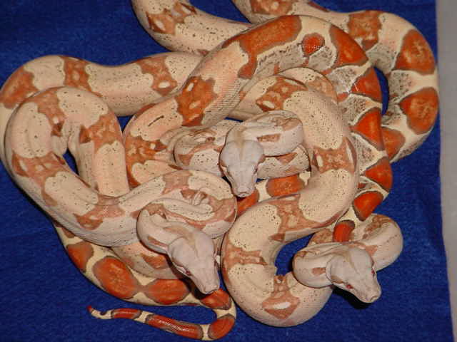 3 T  Boas