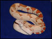 Female T  baby