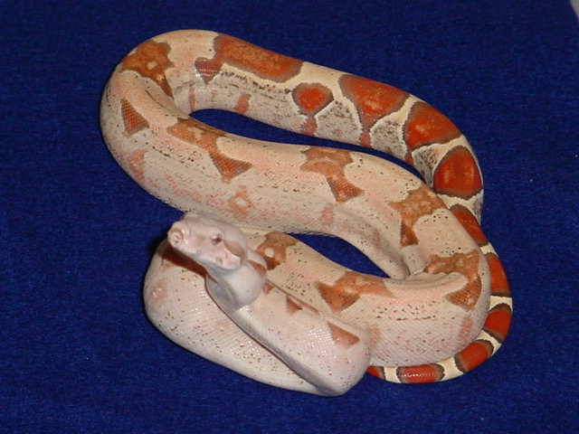 Female T  baby