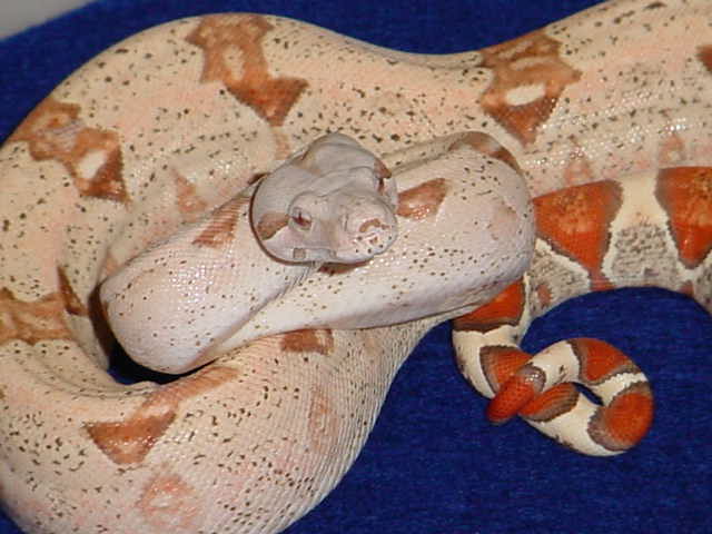 Male T 
