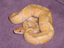 Banana purple