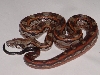 New Motley Nic