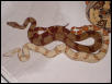 T  & Sal hypo body