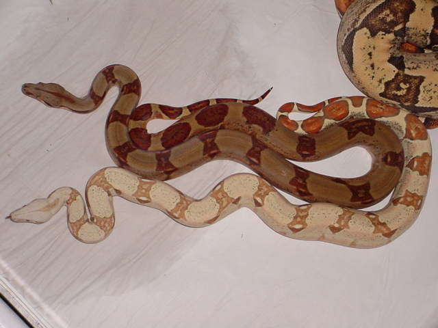 T  & Sal hypo body