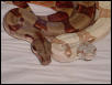 T  & Sal Hypo