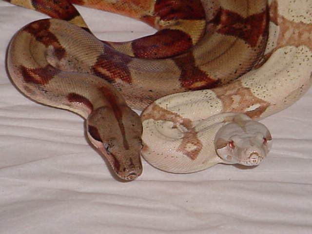 T  & Sal Hypo