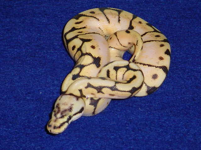 Bumble after shed