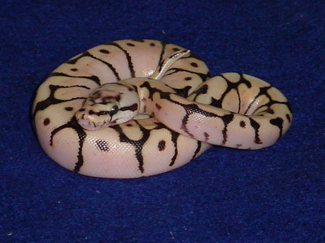 bumble 1