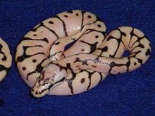 bumble 1 2