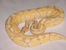 Coral Albino at 1 year