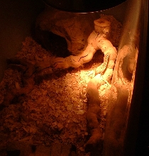 Ridge-tail Monitor