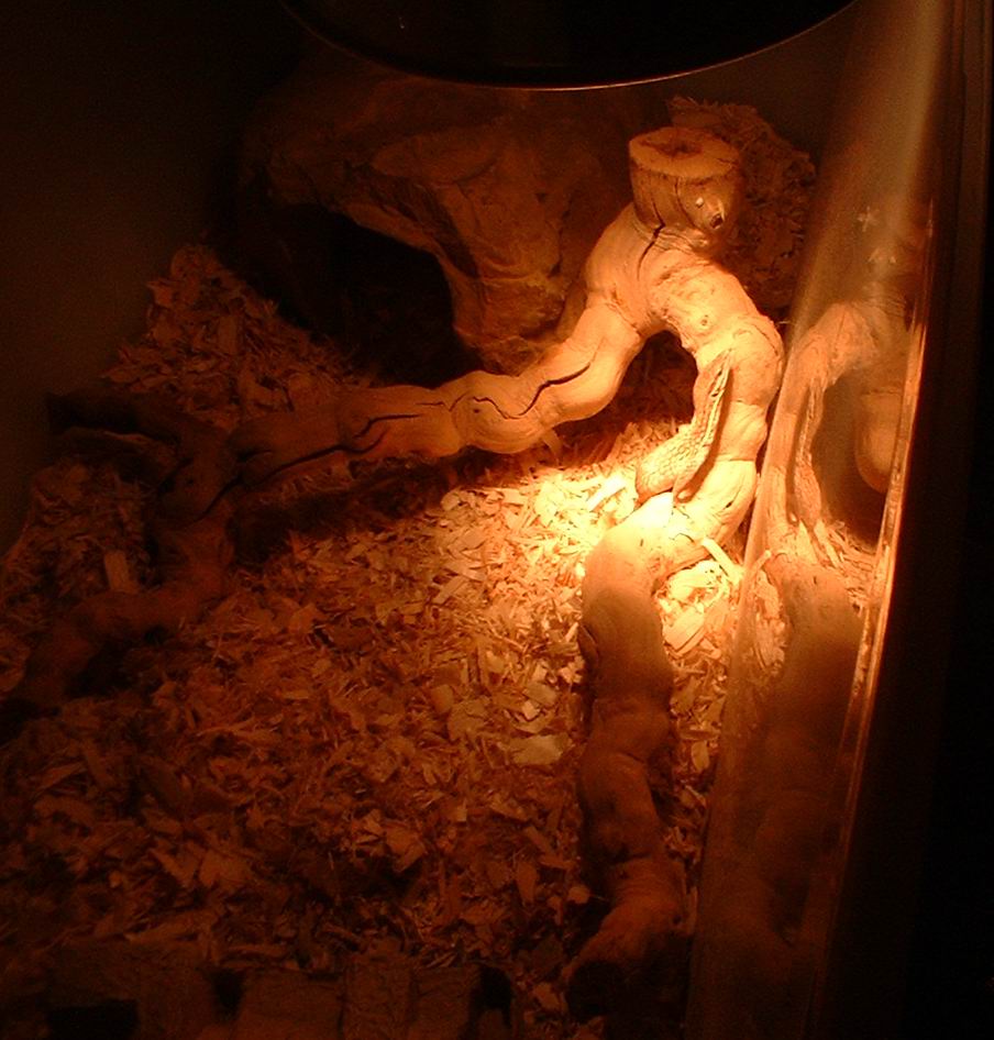 Ridge-tail Monitor