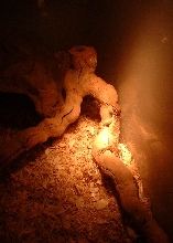 Ridge-tail Monitor