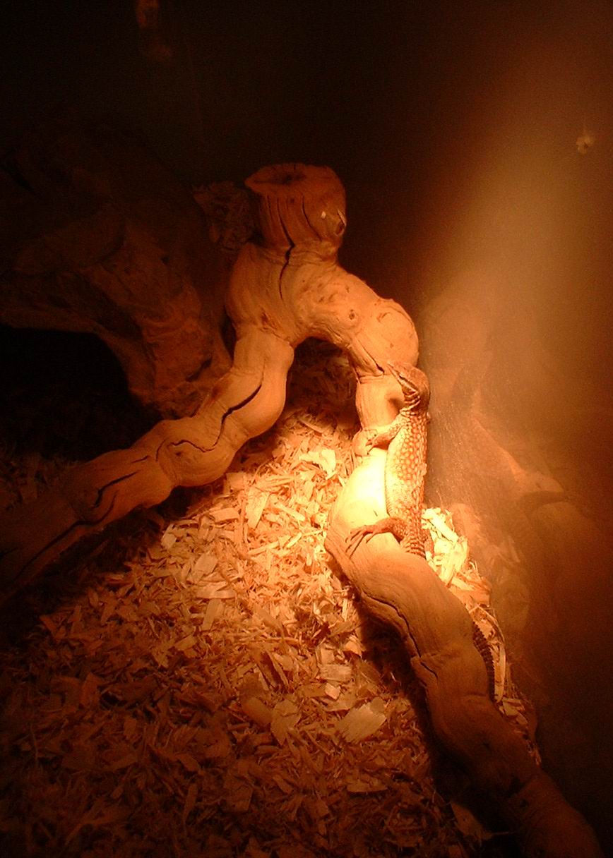 Ridge-tail Monitor