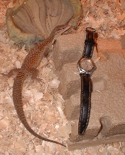 Ridge-tail Monitor