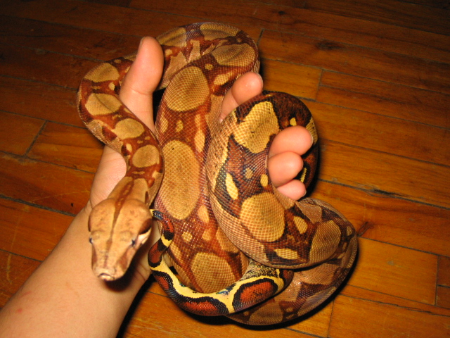 Redd