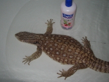 Bosc soaking