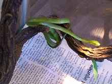 rough green snake