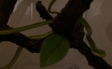 no name green snake