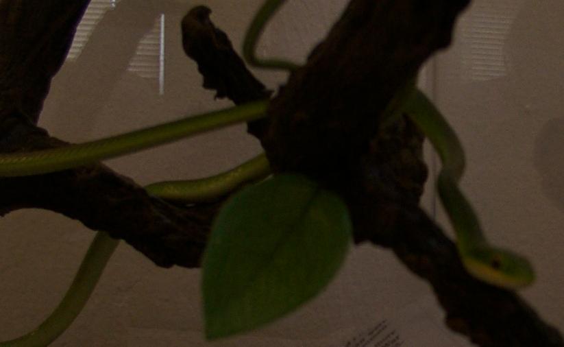 no name green snake