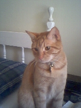 Buddy