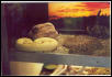 Reptile Gardens  Trip