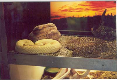 Reptile Gardens  Trip