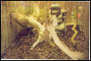 Reptile Gardens Trip