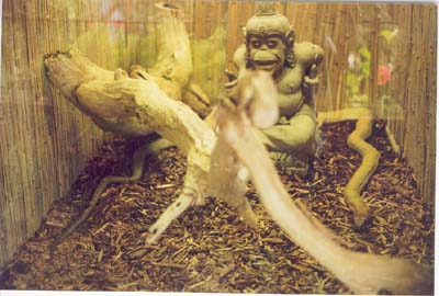Reptile Gardens Trip