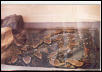 Reptile Gardens Trip