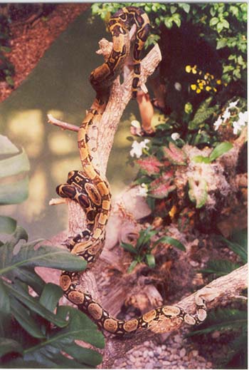 Reptile Gardens Trip