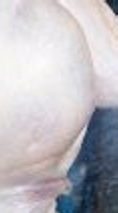 ACF Allie Leg