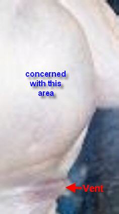ACF Allie Leg