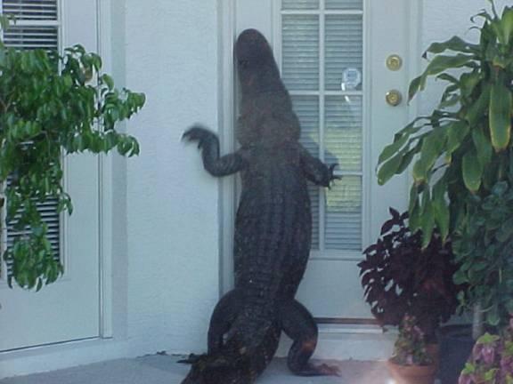 alligator at door