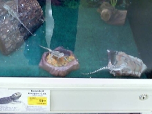 Bearded Dragons